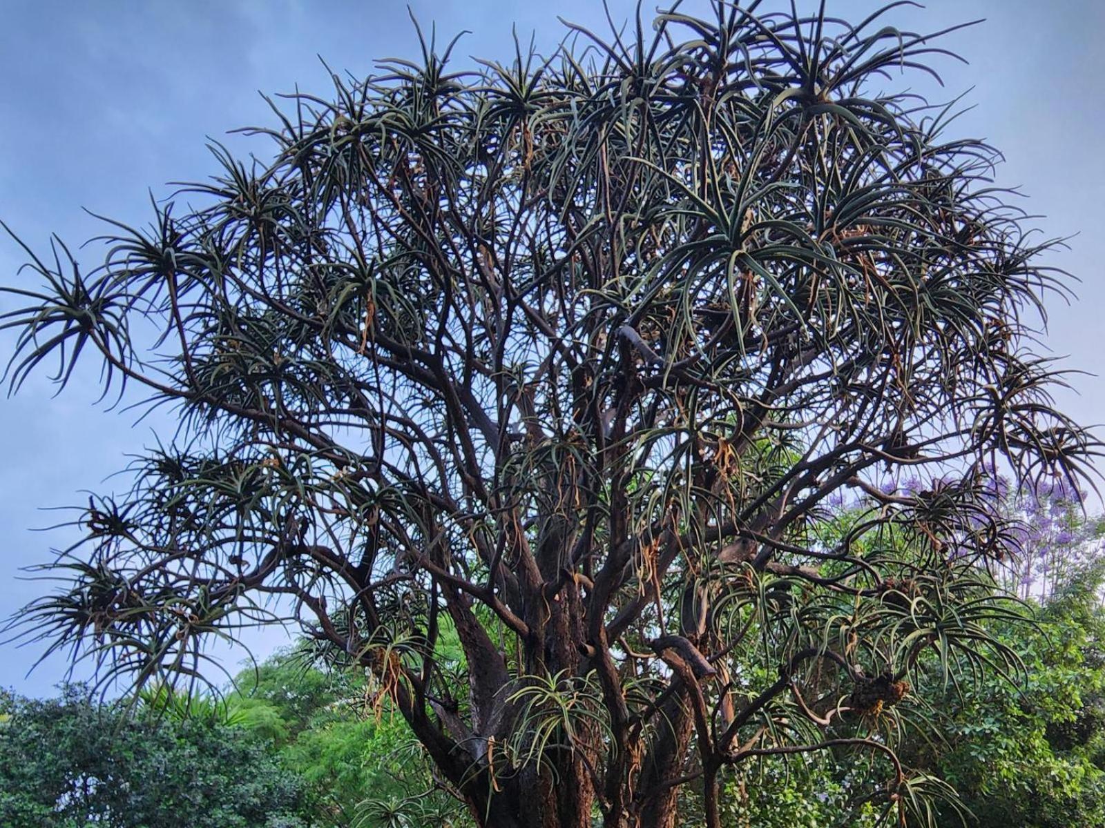 Tree Aloe Guest House Mokopane Eksteriør bilde